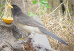 IMAGE:Brown Jay